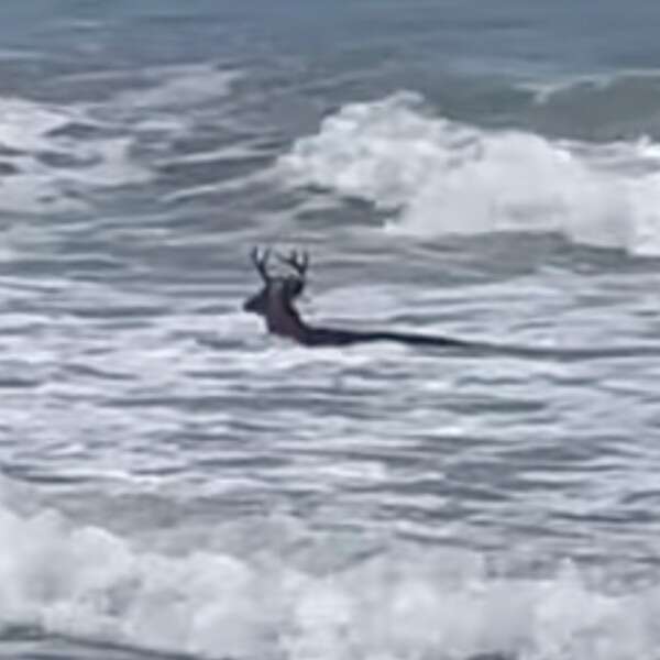 deer in the ocean