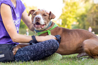 Person Petting Dog