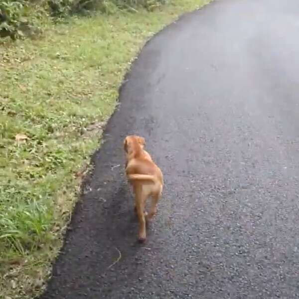 dog walking down road