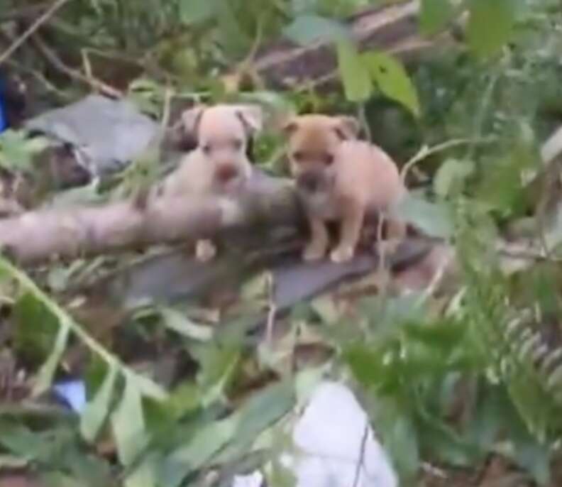 puppies in the woods