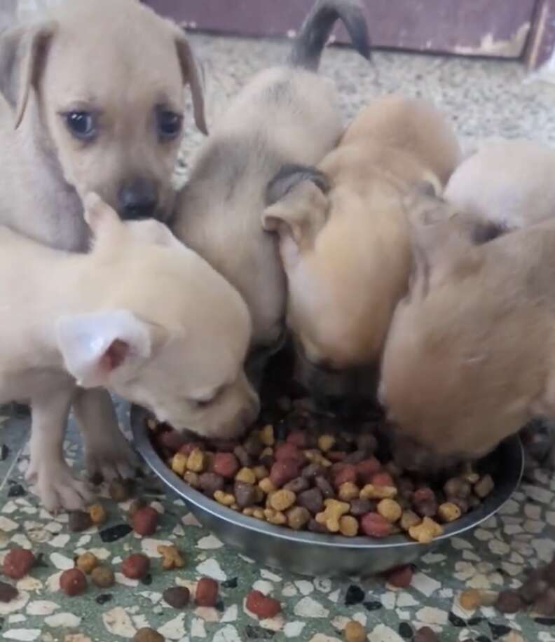 puppies eating