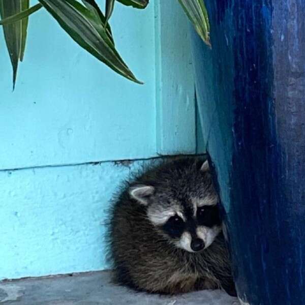 raccoon hiding