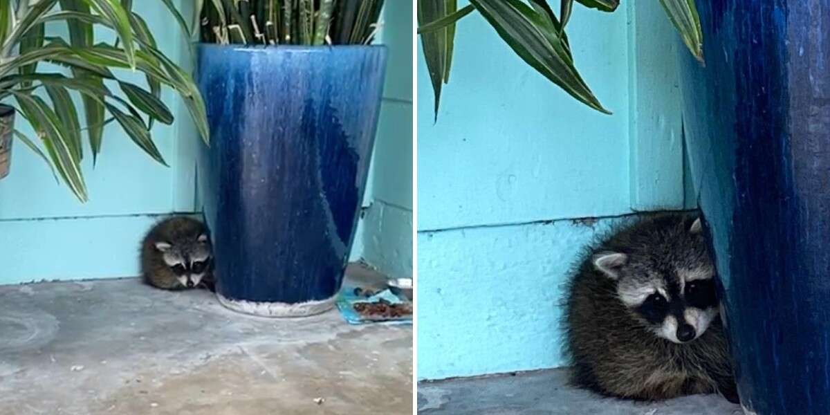 Woman Finds Lonely ‘Stowaway' Hiding Behind Her Flowerpots