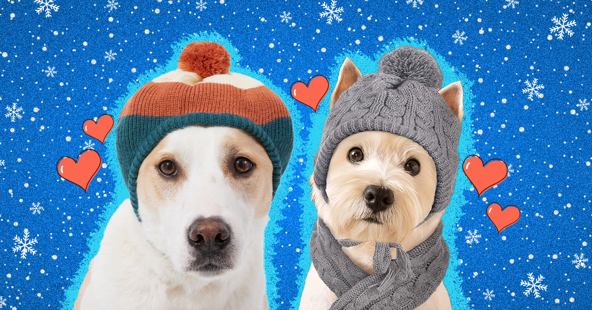 Warm hats 2024 for dogs