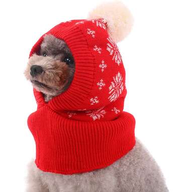 Dog with cheap winter hat