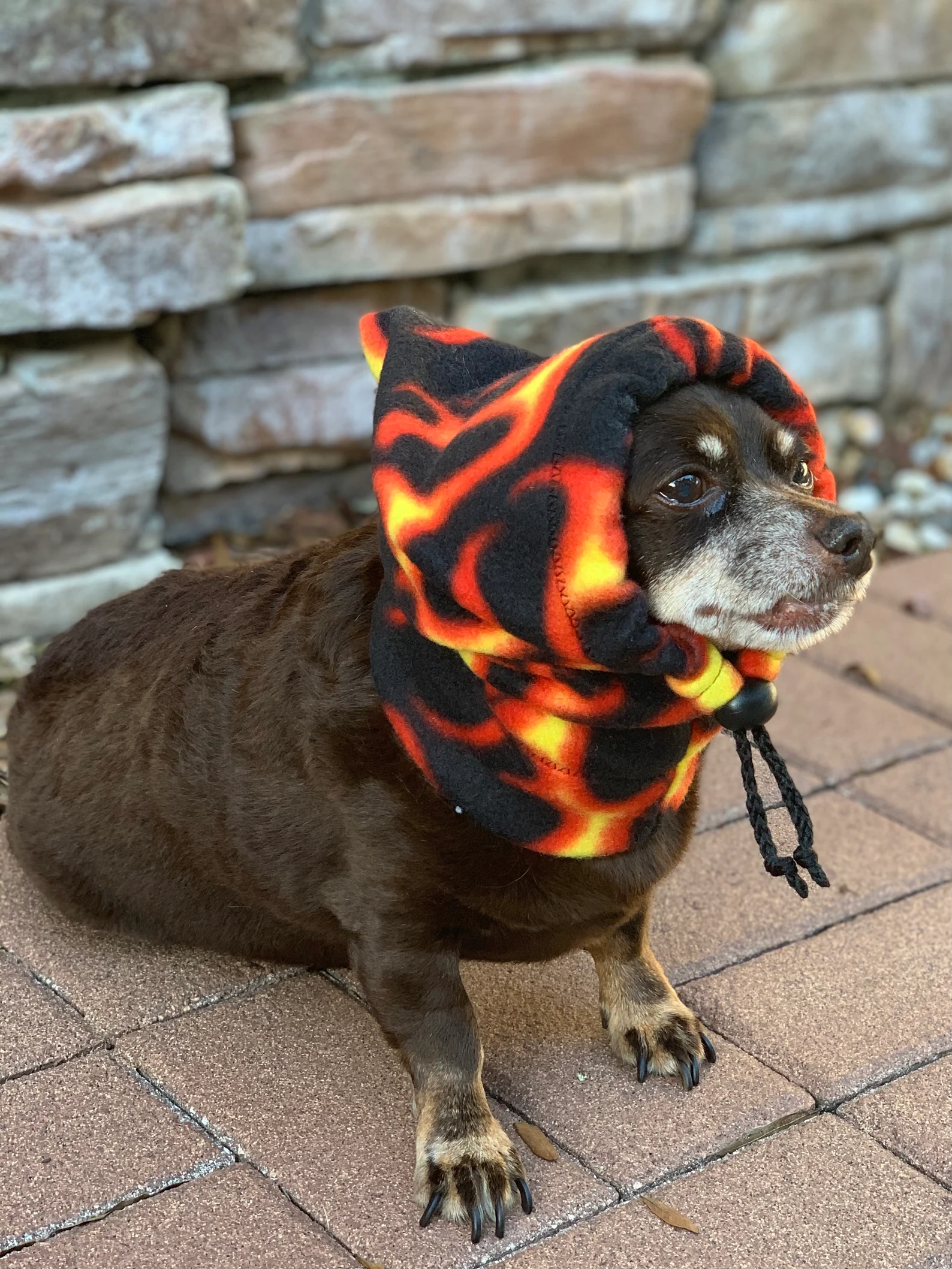 Warm winter shop hats for dogs