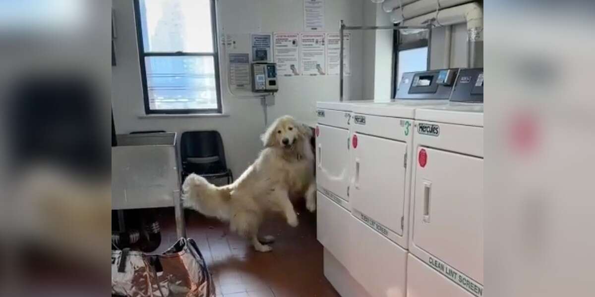 Woman Finds Dog In Laundry Room And They Become Best Friends - The Dodo