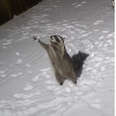 Security Camera Catches Raccoon’s Sweet Reaction To Seeing Falling Snow
