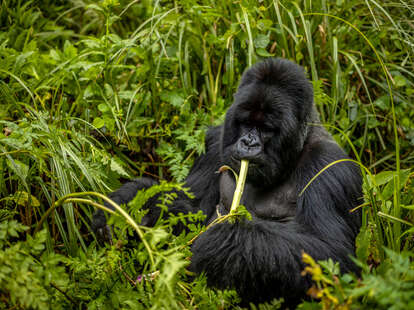 For world's rarest gorillas, camera traps prove pivotal for protection