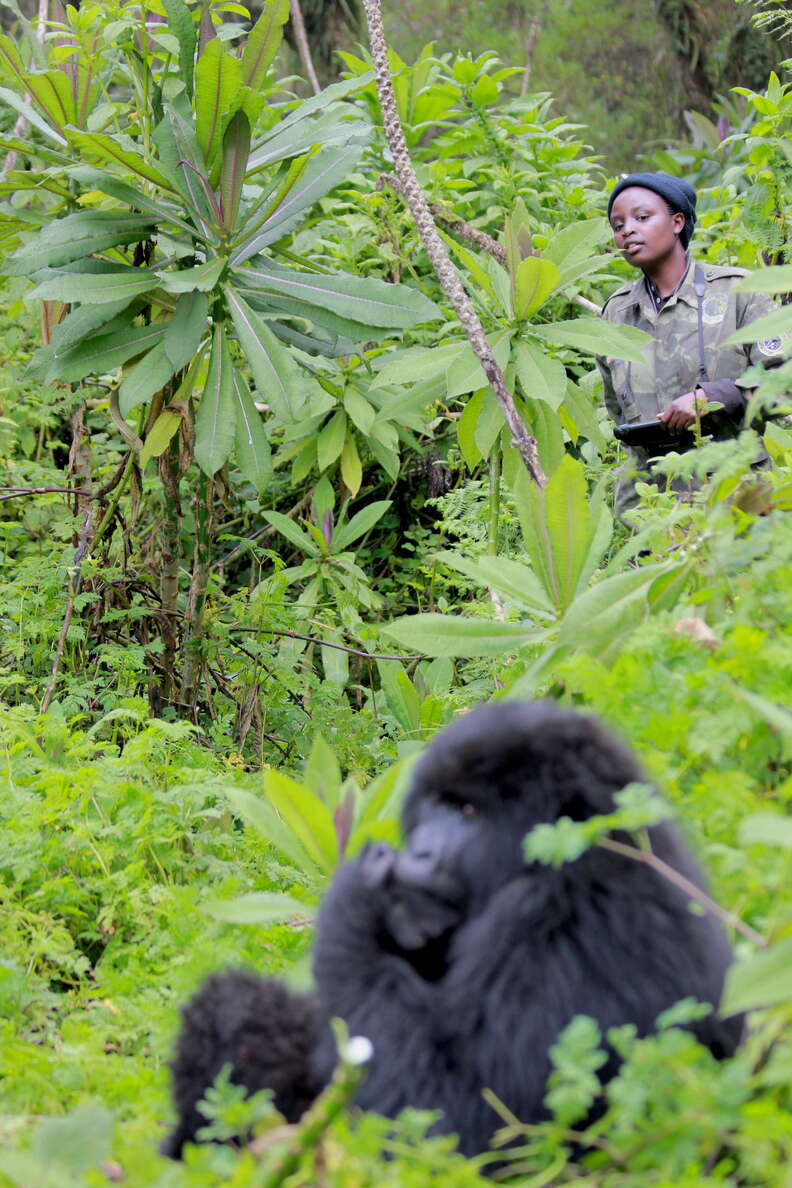 Traps' Appeal: Keeping Watch Over Gorillas - The Gorilla Organization