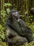 Goof Around with Gorillas on a Once-in-a-Lifetime Rwandan Adventure