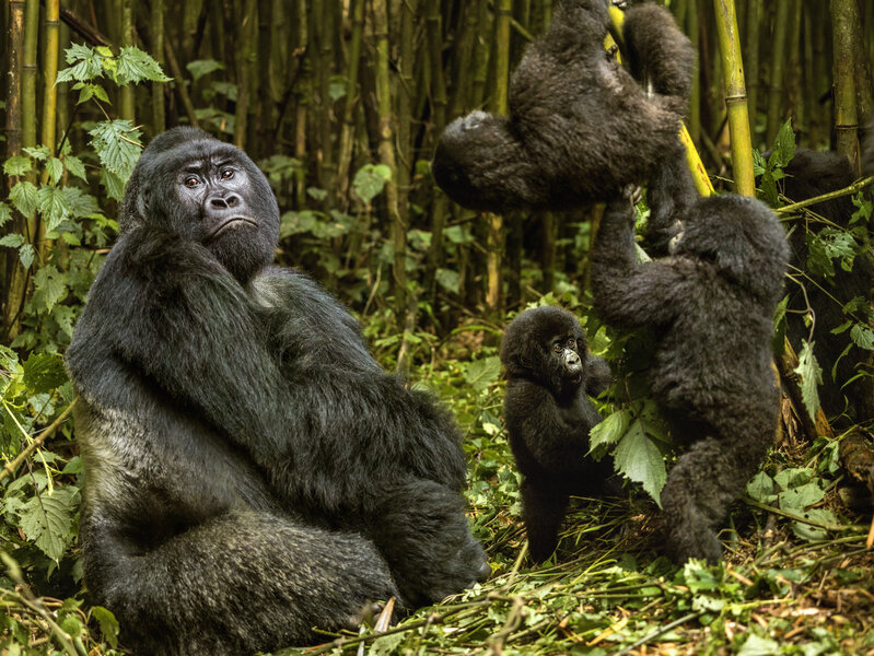 How a purple gorilla made us regulate the internet