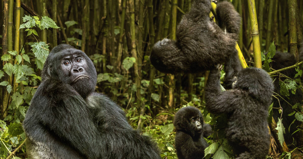 Does a Pic Show Gorillas Dismantling a Poacher Trap?