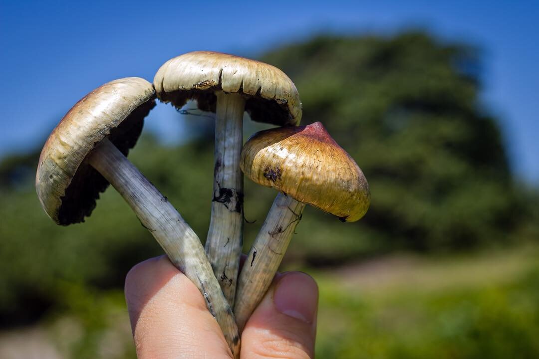 Where to Travel for a Magic Mushroom Retreat