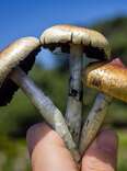 Person holding mushrooms