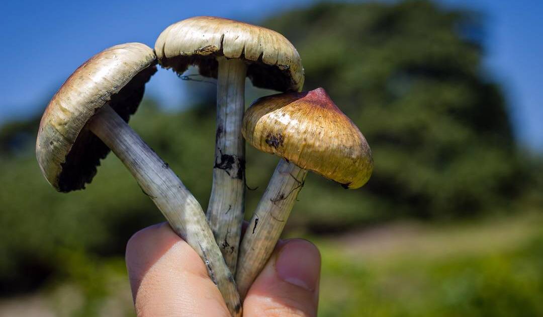 psilocybe cubensis bruising