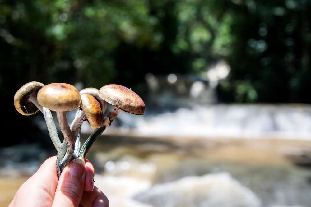 Psychedelic Mushroom Tea Ceremony — Trippingly