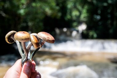 a hand holding mushrooms like a bouquet of flowers