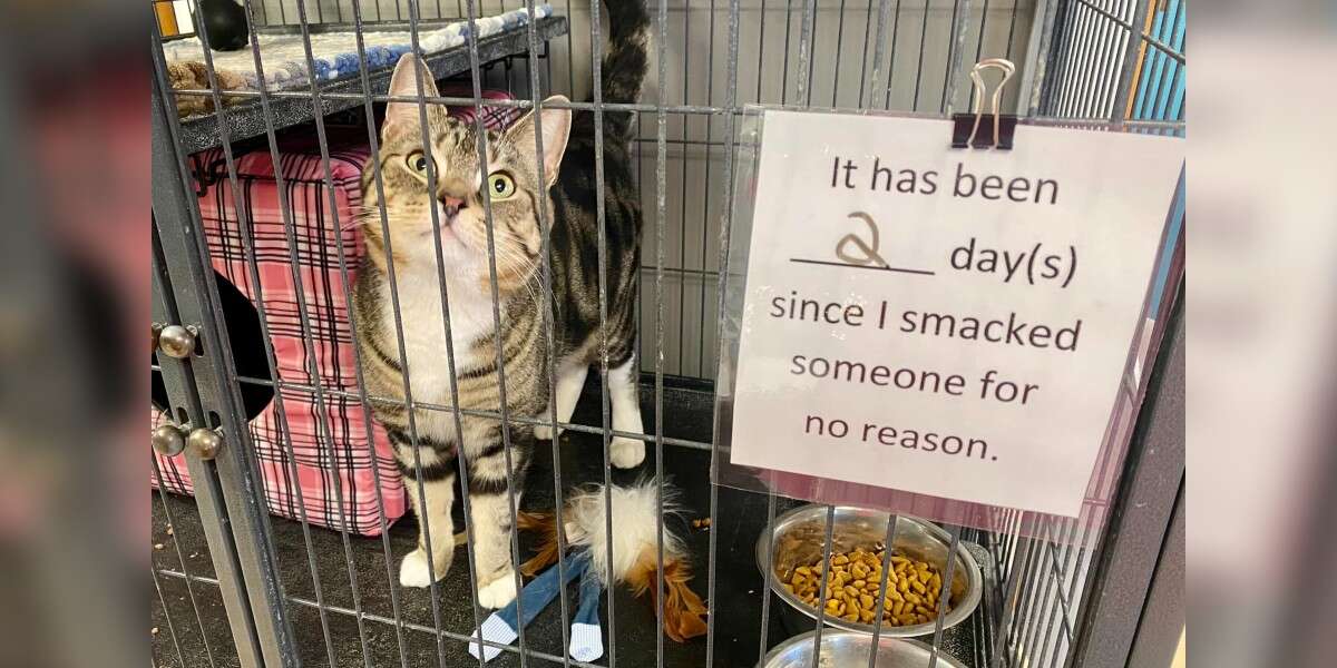 Sassy Shelter Cat Gets The Most Hilarious Notice Put On His Cage