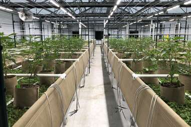 Oaksterdam University