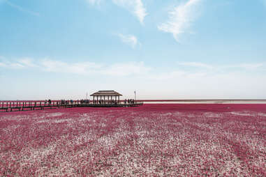 Red Seabeach Pinjin, China