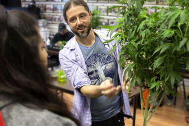 cannabis classes offered at Oaksterdam University