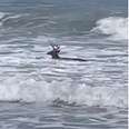 Man Spots Unlikely Animal Splashing Around In The Ocean