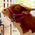 Brown cow standing in front door entrance to house