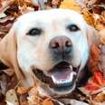 Dog laying in pile of leaves
