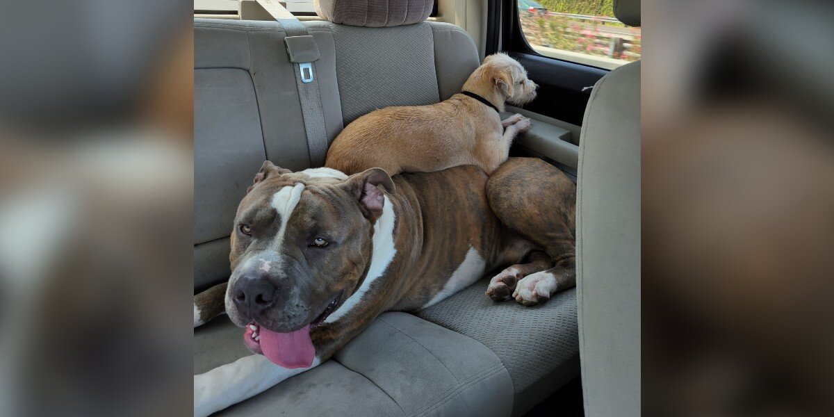 Giant Pit Bull With Even Bigger Heart Sits In Shelter Because Of His Size