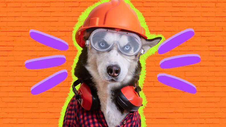 Dog runner top home depot