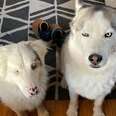 Two husky dogs sitting next to each other