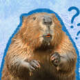 why do beavers build dams