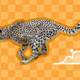 how fast can cheetahs run