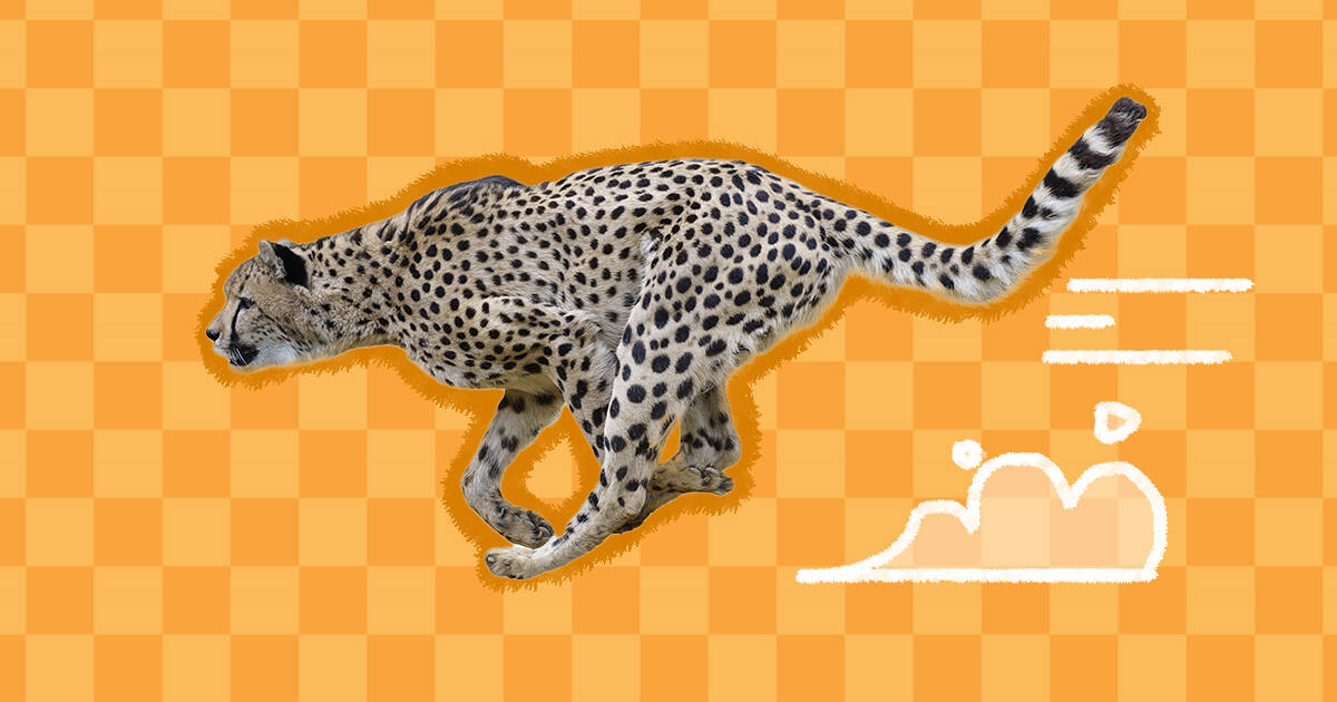 How Fast Can A Cheetah Run? Incredible Facts To Know About Cheetahs -  DodoWell - The Dodo