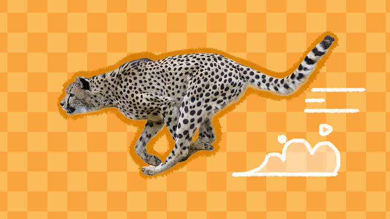 How Fast Can A Cheetah Run? Incredible Facts To Know About Cheetahs -  DodoWell - The Dodo