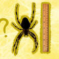 biggest spider in the world