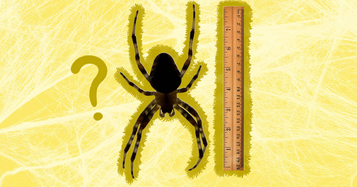 Biggest Spider In The World: Surprising Facts To Know - Dodowell - The Dodo