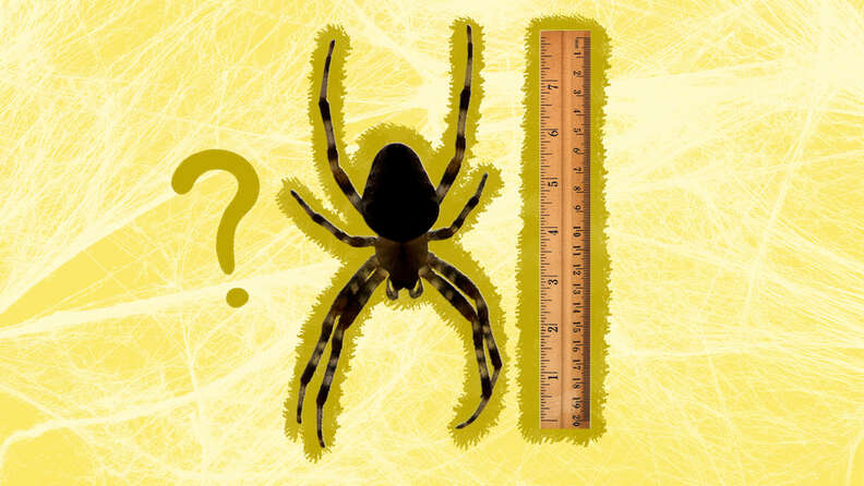 Biggest Spider In The World Surprising Facts To Know DodoWell The Dodo
