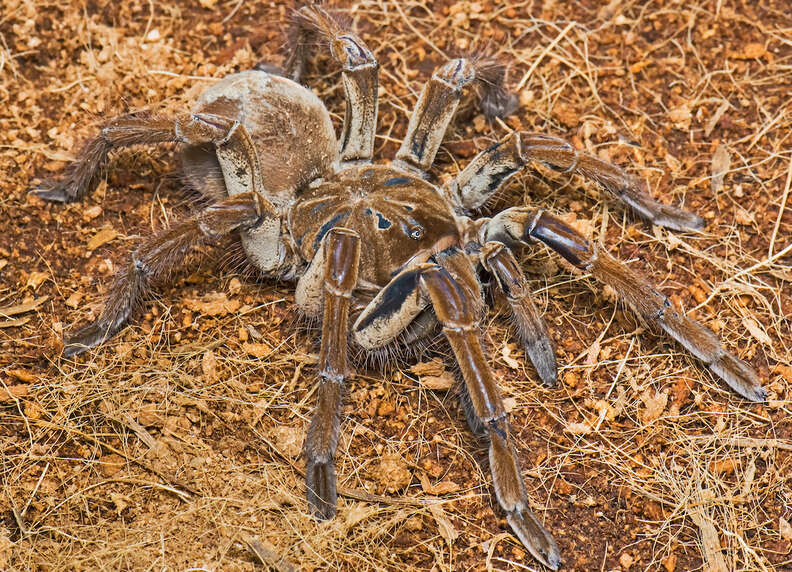 Biggest Spider In The World Surprising Facts To Know DodoWell The Dodo