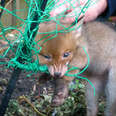 Baby fox stuck in green net