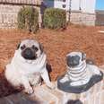 Pug Puppy Meets A Statue That Looks Just Like Her And Falls In Love