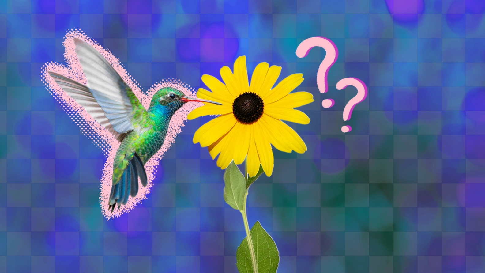 What Do Hummingbirds Eat? A Vet Expert Explains DodoWell The Dodo