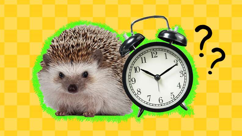 How Long Do Hedgehogs Live