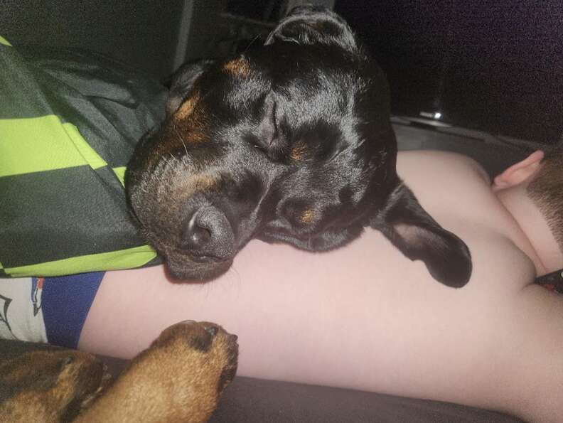 Dog Cuddles Her Brother To Sleep And Ends Up Saving His Life