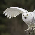 snowy owl facts for kids 
