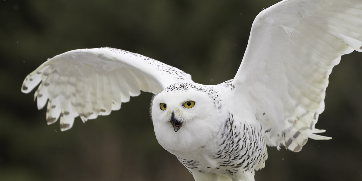 albino owl