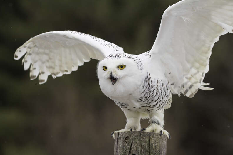 Snowy Owl Facts For Kids 11 Things That May Surprise You About This