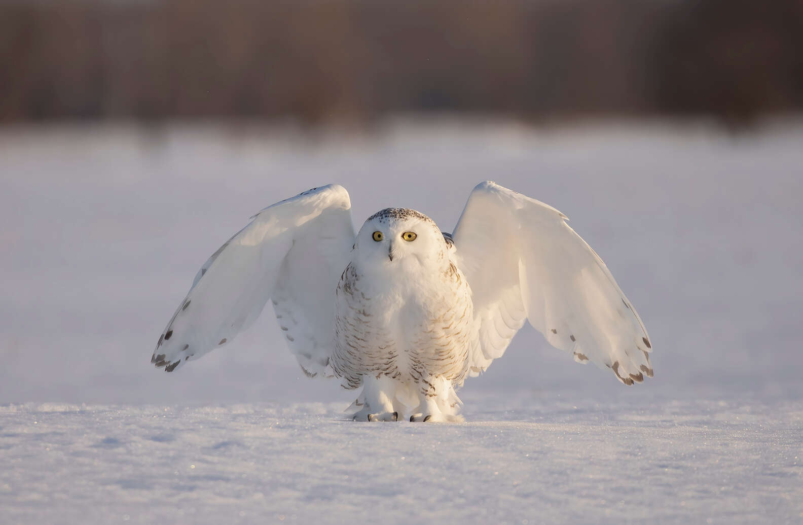 Snowy Owl Facts For Kids 11 Things That May Surprise You About This snowy-owl-facts-for-kids-11-things-that-may-surprise-you-about-this
