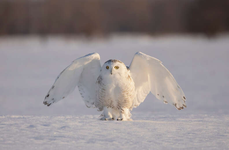 Snowy Owl Facts For Kids: 11 Things That May Surprise You About This ...